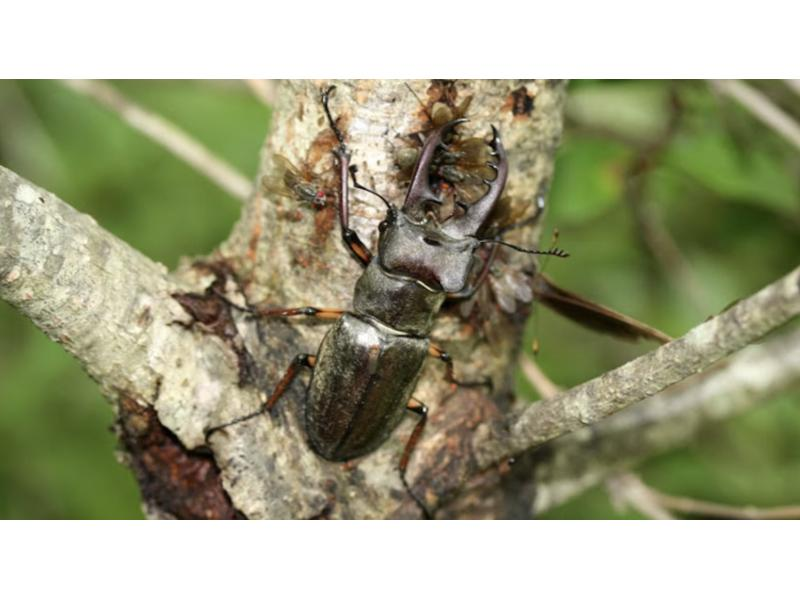 [Tokyo, Chofu Departure] Year-round tour of light-collect and learn about insects in Yamanashi