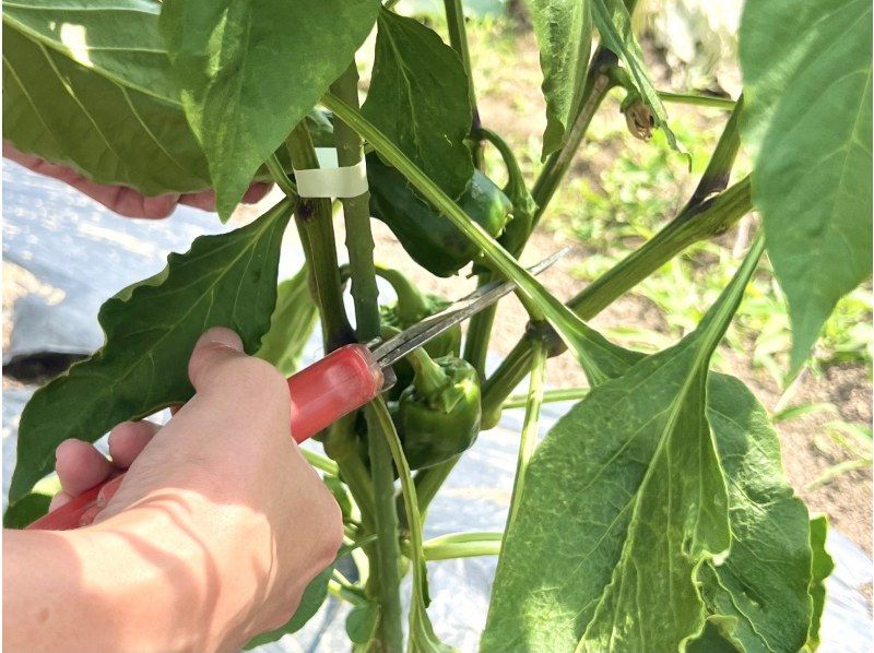 【코에도 가와고에】 코에도 흑돼지를 먹자 ♪ 빈손으로 바베큐! 자사 농원에서 자란 신선한 야채 & 기념품 포함の紹介画像