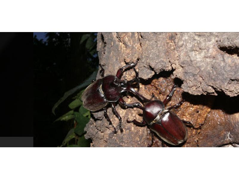 [Tokyo, Chofu] Year-round tour to stay up late and search for stag beetles