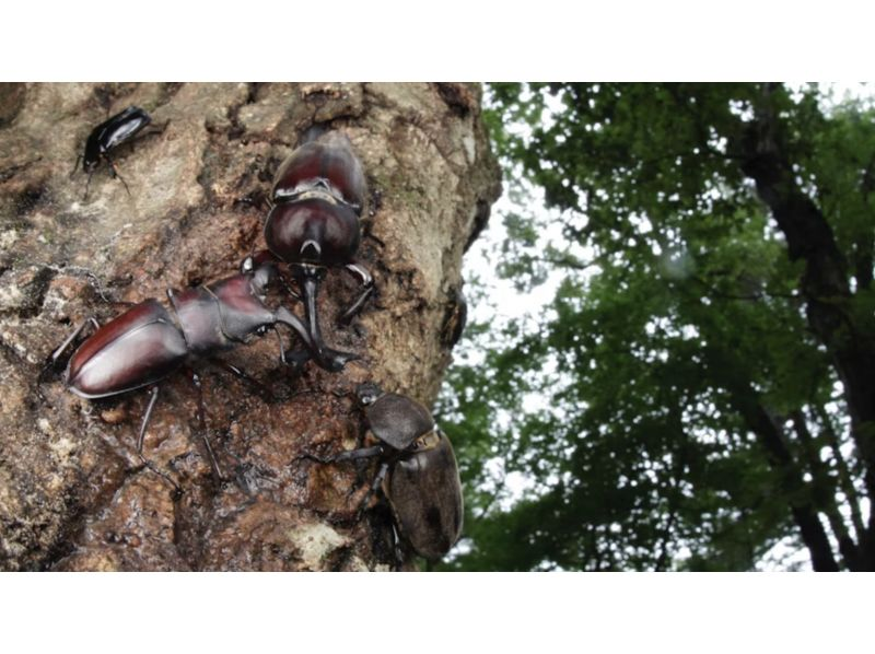 [Tokyo, Chofu] Year-round tour to stay up late and search for stag beetles