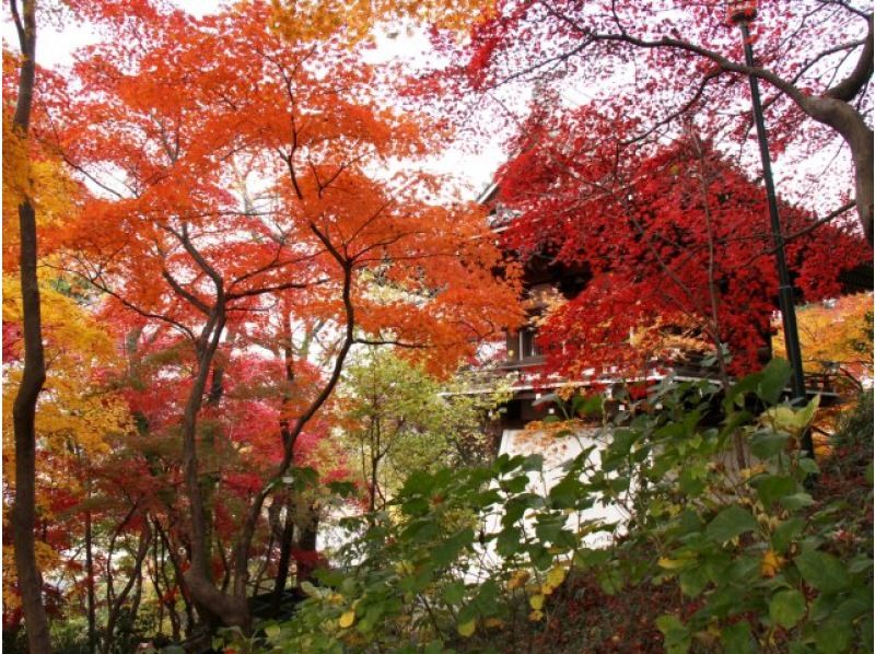 秋川渓谷の紅葉と「宝石色の輝き」ジュエルミネーション観賞バスツアー ～八王子で創業80年老舗料亭「なか安」での昼食付【029029‐905】の紹介画像