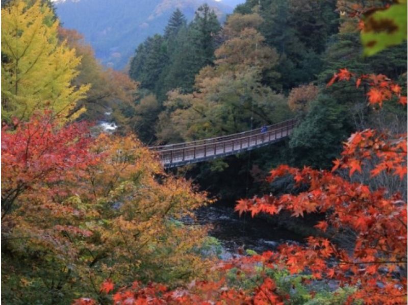 秋川渓谷の紅葉と「宝石色の輝き」ジュエルミネーション観賞バスツアー ～八王子で創業80年老舗料亭「なか安」での昼食付【029029‐905】の紹介画像