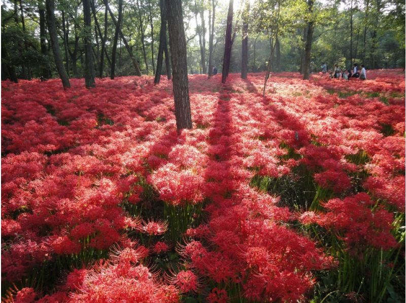 見渡す限り真っ赤なじゅうたん！巾着田・曼珠沙華＆サルビア ２つの赤の絶景めぐりと小江戸川越散策ツアー【029029‐769】の紹介画像