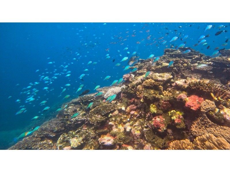 [Ishigaki Island] ★Private tour limited to one group★ Explore the Blue Cave on a SUP!? And snorkel all at once! This is the only place where you can do it all at once✨の紹介画像