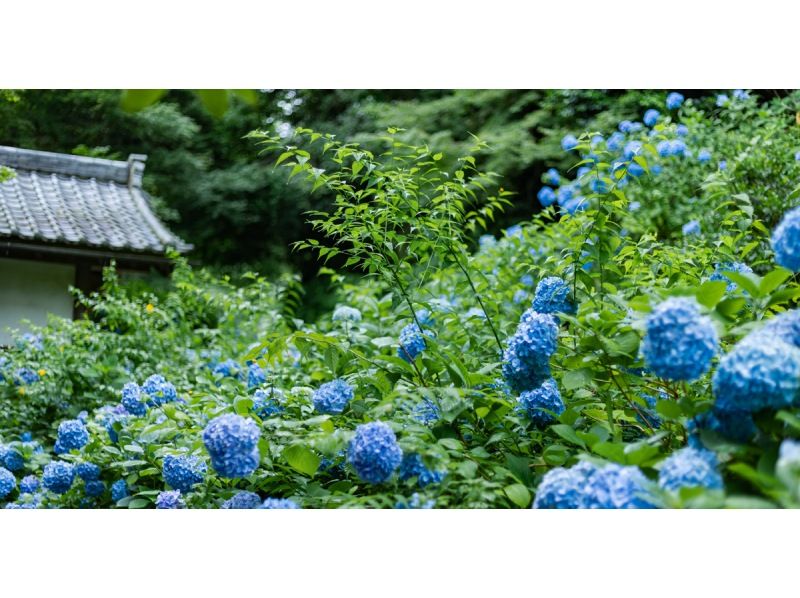 【神奈川・鎌倉】東京発！鎌倉大仏、鶴岡八幡宮、江ノ島日帰りツアーの紹介画像