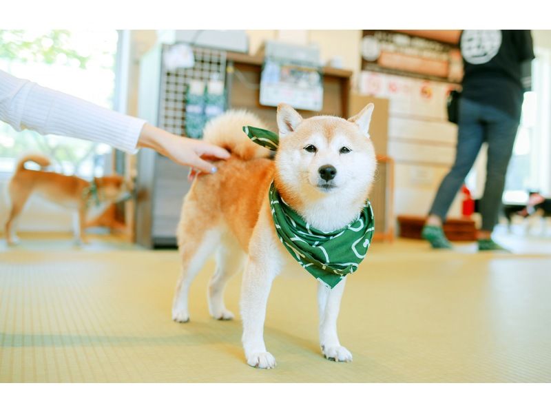 銷售！ [神奈川/鎌倉]從東京出發！鎌倉大佛、鶴岡八幡宮、江之島一日遊の紹介画像