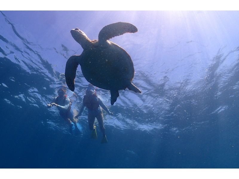 【石垣島/少人数制】ウミガメ・珊瑚シュノーケル半日ツアー！幻の島上陸！５歳から参加OK、トイレ付ボート、日除けありの紹介画像