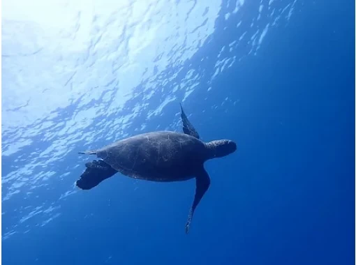 【沖縄・宮古島】青の洞窟+海亀シュノーケリング★写真、ドローン動画プレゼント♪ 【沖縄・宮古島】青の洞窟+海亀シュノーケリング★写真、ドローン動画プレゼント♪