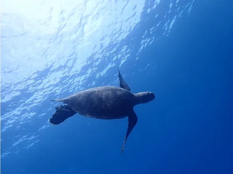 【沖縄・宮古島】青の洞窟＋海亀シュノーケリング★写真、ドローン動画プレゼント♪の紹介画像