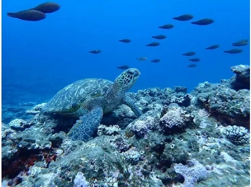 【沖縄・宮古島】青の洞窟+海亀シュノーケリング★写真、ドローン動画プレゼント♪ 【沖縄・宮古島】青の洞窟+海亀シュノーケリング★写真、ドローン動画プレゼント♪