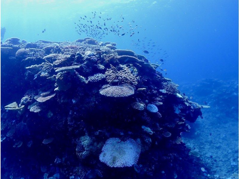 【沖縄・今帰仁・古宇利島】ボートで楽々♪ファンダイビングツアー(2DIVE)！写真・動画無料プレゼント★Cカード保持者限定！の紹介画像