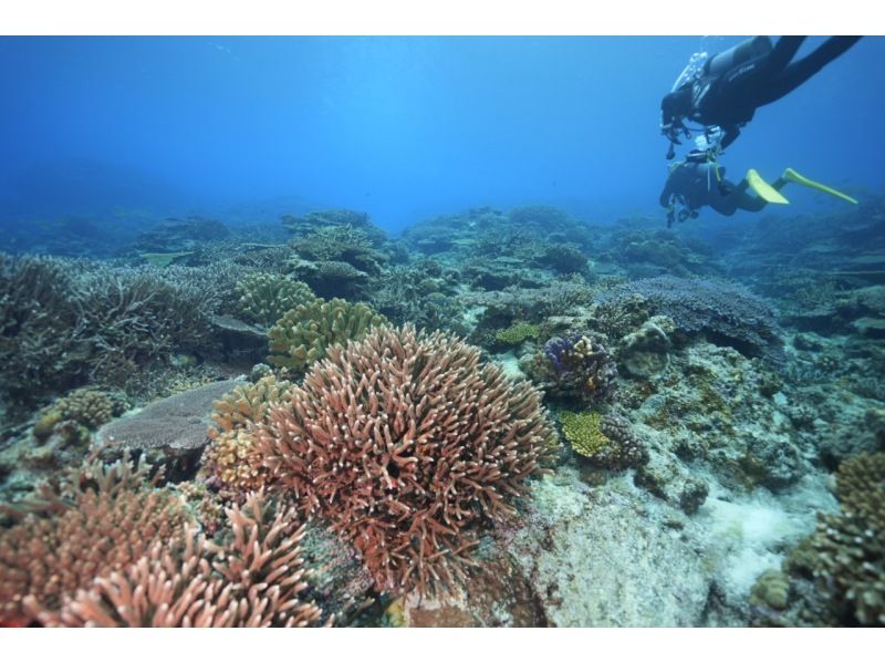 【沖縄・今帰仁・古宇利島】ボートで楽々♪ファンダイビングツアー(2DIVE)！写真・動画無料プレゼント・Cカード保持者限定！