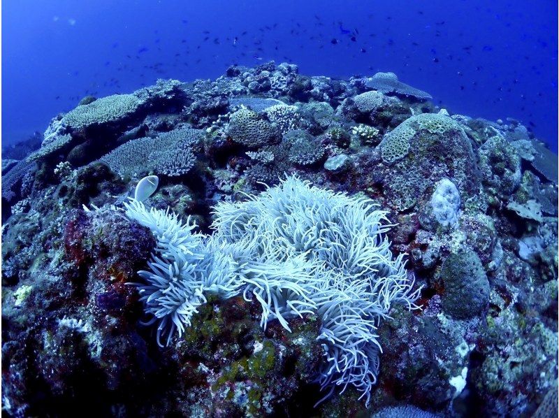 【沖縄・今帰仁・古宇利島】ボートで楽々♪ファンダイビングツアー(2DIVE)！写真・動画無料プレゼント★Cカード保持者限定！の紹介画像