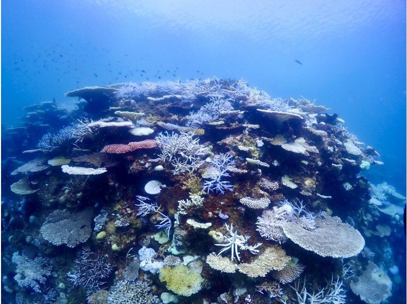 【沖縄・今帰仁・古宇利島】ボートで楽々♪ファンダイビングツアー(2DIVE)！写真・動画無料プレゼント★Cカード保持者限定！の紹介画像