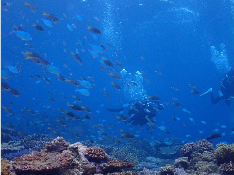 【沖縄・今帰仁・古宇利島】ボートで楽々♪ファンダイビングツアー(2DIVE)！写真・動画無料プレゼント・Cカード保持者限定！