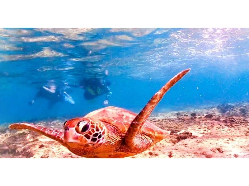 《SALE♪♪》Last minute reservations accepted☆Snorkeling in the sea turtle habitat [John Man Beach]☆Feeding experience☆High chance of encountering sea turtles☆の紹介画像