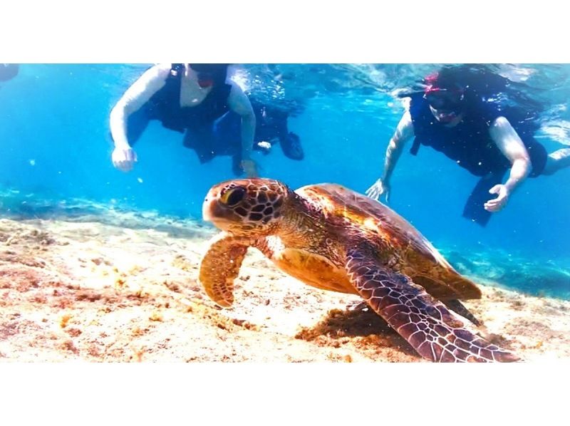 Spring campaign in progress♪ Last minute reservations OK☆Snorkeling in the sea turtle habitat [John Man Beach]☆Feeding experience☆High chance of encountering sea turtles☆の紹介画像