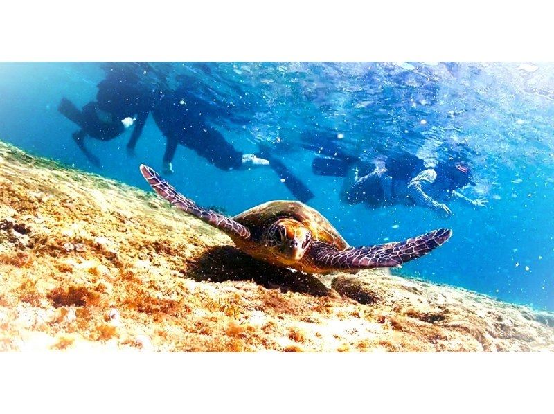 《SALE♪♪》Last minute reservations accepted☆Snorkeling in the sea turtle habitat [John Man Beach]☆Feeding experience☆High chance of encountering sea turtles☆の紹介画像