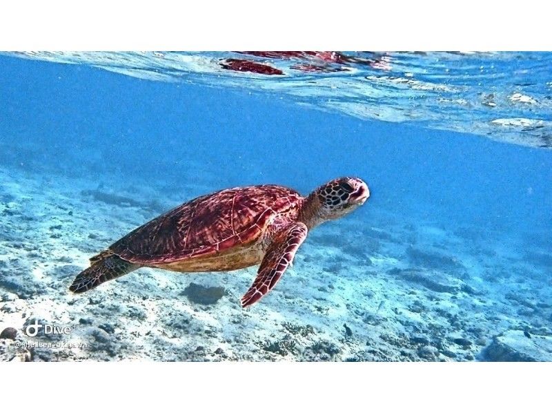 Spring campaign in progress♪ Last minute reservations OK☆Snorkeling in the sea turtle habitat [John Man Beach]☆Feeding experience☆High chance of encountering sea turtles☆の紹介画像