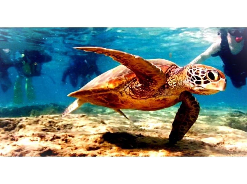 《SALE♪♪》Last minute reservations accepted☆Snorkeling in the sea turtle habitat [John Man Beach]☆Feeding experience☆High chance of encountering sea turtles☆の紹介画像