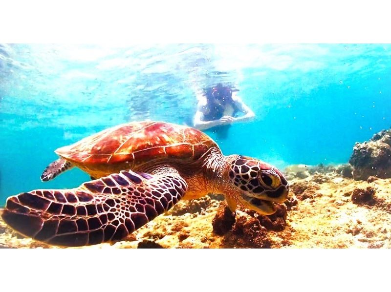 Spring campaign in progress♪ Last minute reservations OK☆Snorkeling in the sea turtle habitat [John Man Beach]☆Feeding experience☆High chance of encountering sea turtles☆の紹介画像