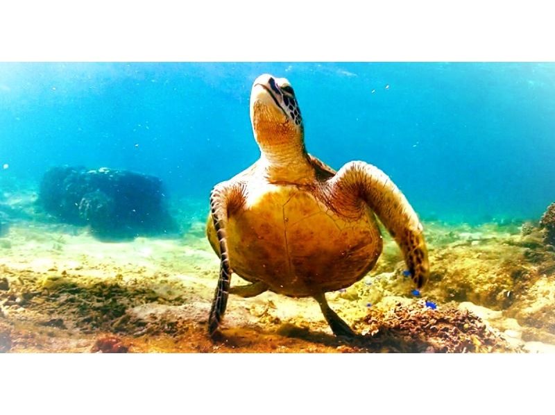 《SALE♪♪》Last minute reservations accepted☆Snorkeling in the sea turtle habitat [John Man Beach]☆Feeding experience☆High chance of encountering sea turtles☆の紹介画像