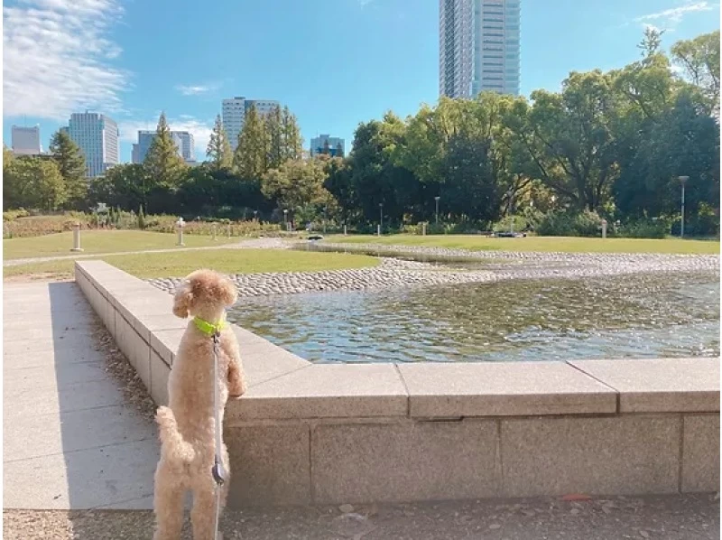 [Around Umeda, Osaka] A completely private dog-friendly space that you can easily visit by yourselfの紹介画像