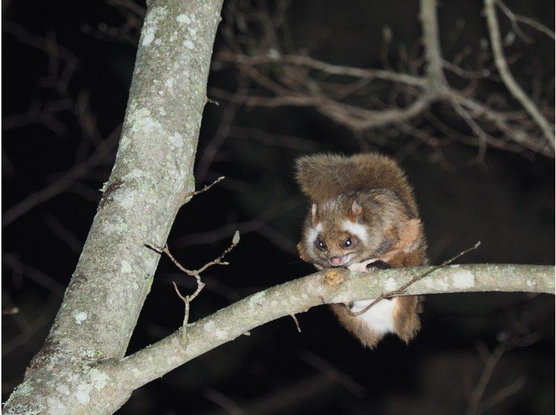 【長野・軽井沢】空飛ぶムササビウォッチングの紹介画像