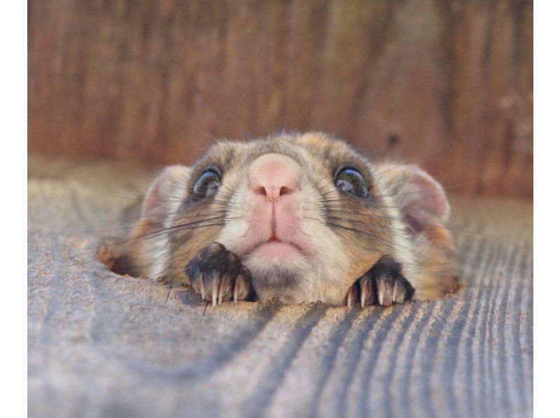 【長野・軽井沢】空飛ぶムササビウォッチングの紹介画像