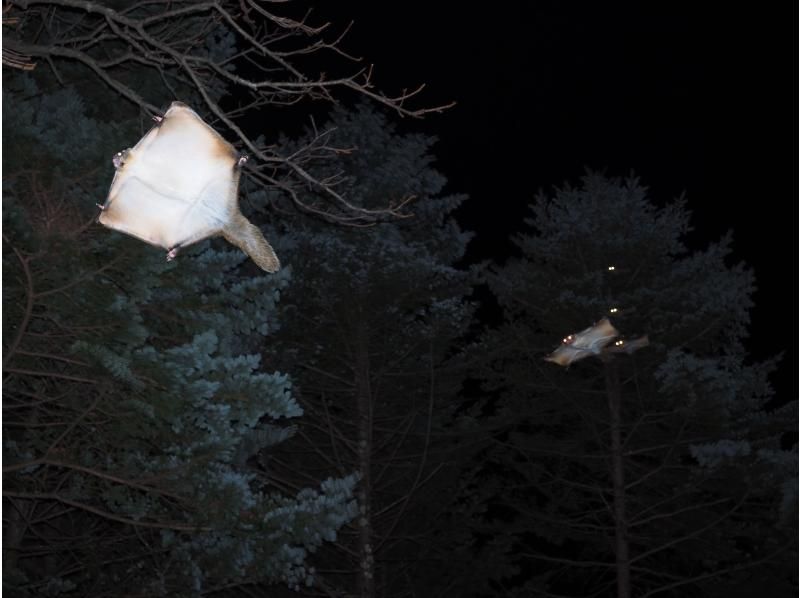 【長野・軽井沢】空飛ぶムササビウォッチングの紹介画像