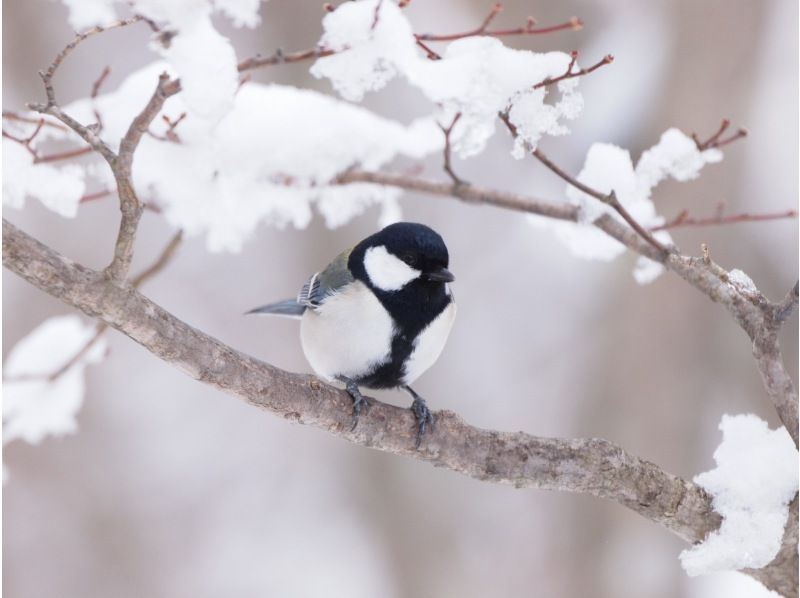 [Nagano/Karuizawa] Wild Bird Forest Nature Watchingの紹介画像