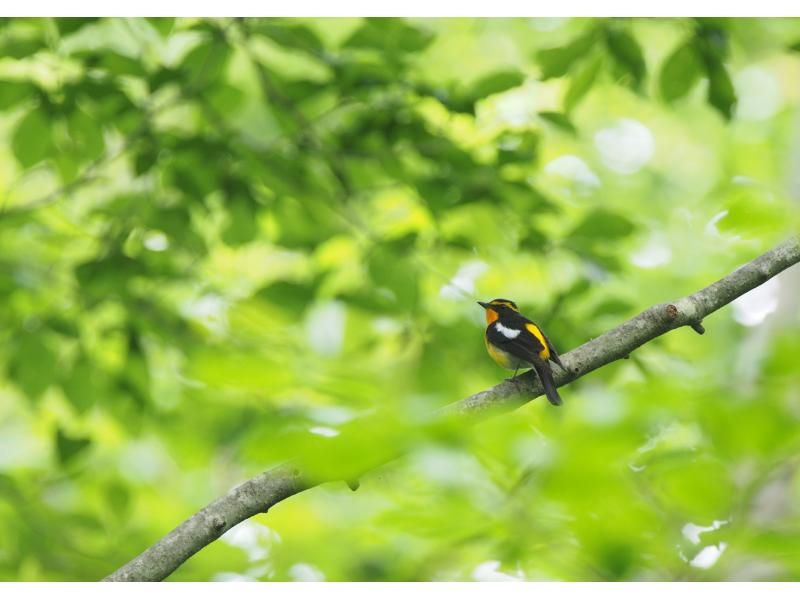 [長野/輕井澤] 野鳥森林自然觀賞の紹介画像