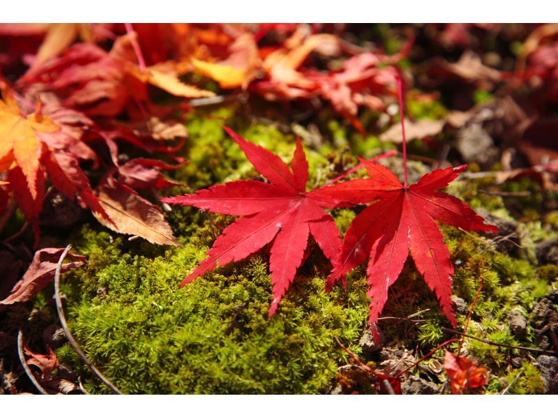 [Nagano/Karuizawa] Wild Bird Forest Nature Watchingの紹介画像