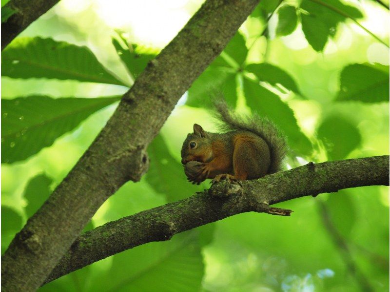 [Nagano/Karuizawa] Wild Bird Forest Nature Watchingの紹介画像