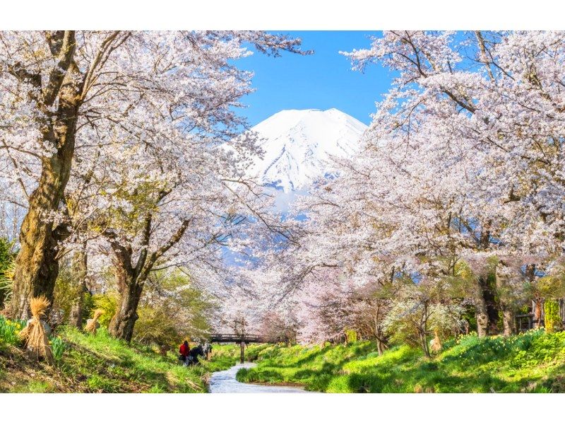 【日帰り】富士山Aコース：富士山・忍野八海・アウトレット・温泉の紹介画像