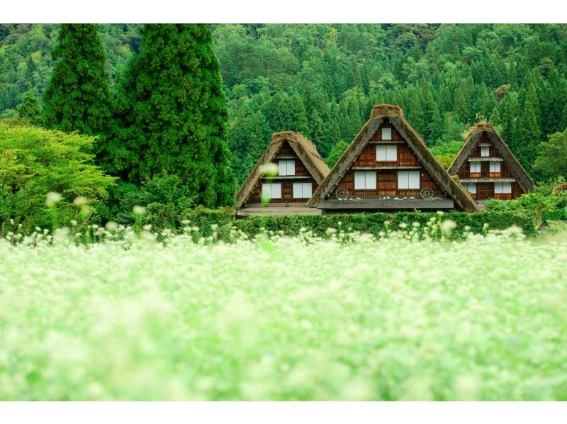 【名古屋駅から毎日出発】歴史と伝統を旅する郡上八幡・飛騨高山・白川郷3古都を巡る日帰りバスツアー　〈英語・日本語・中国語対応〉　の紹介画像