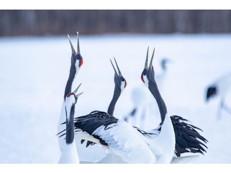 [Hokkaido] Bird watching guide one-day private tourの紹介画像