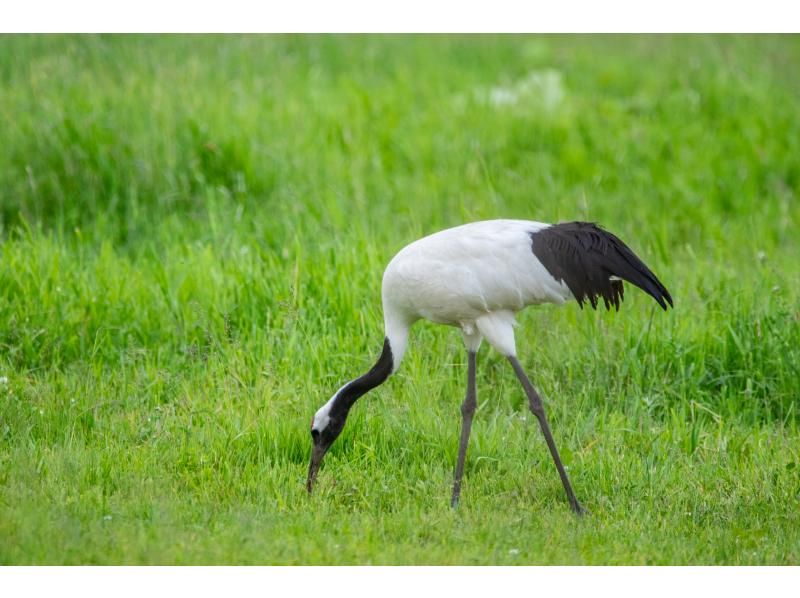 [Hokkaido] Bird watching guide one-day private tourの紹介画像