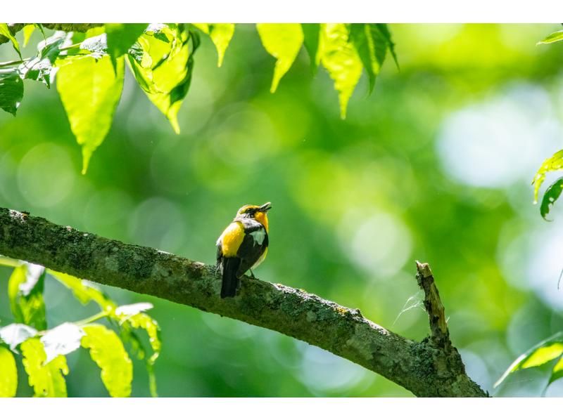 [Hokkaido] Bird watching guide one-day private tourの紹介画像