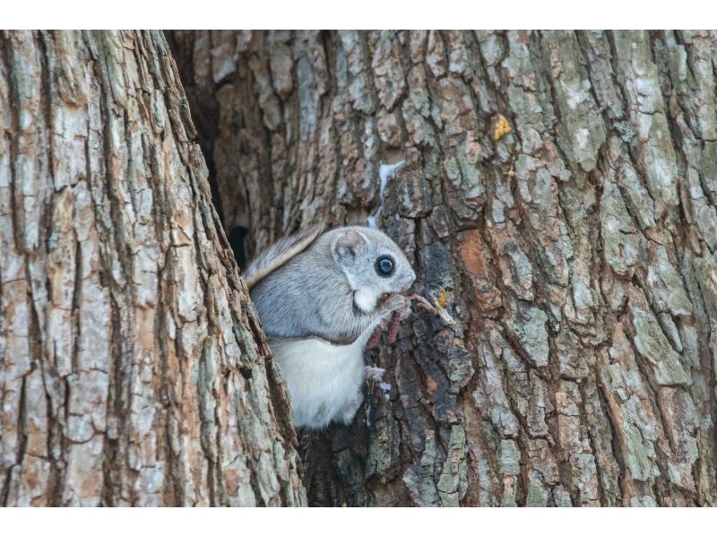 [Hokkaido] Bird watching guide one-day private tourの紹介画像