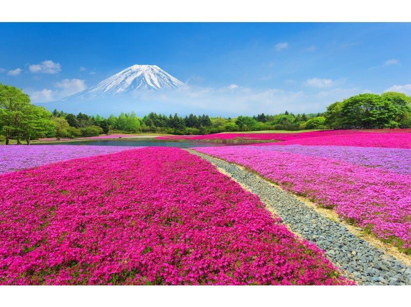 【一日游】富士山B路线：富士山、河口湖、山中湖、温泉の紹介画像