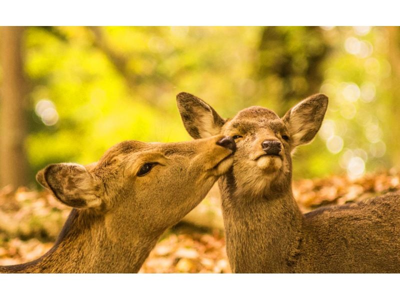 SALE! [Day trip] Meet cute deers in Kyoto and Naraの紹介画像