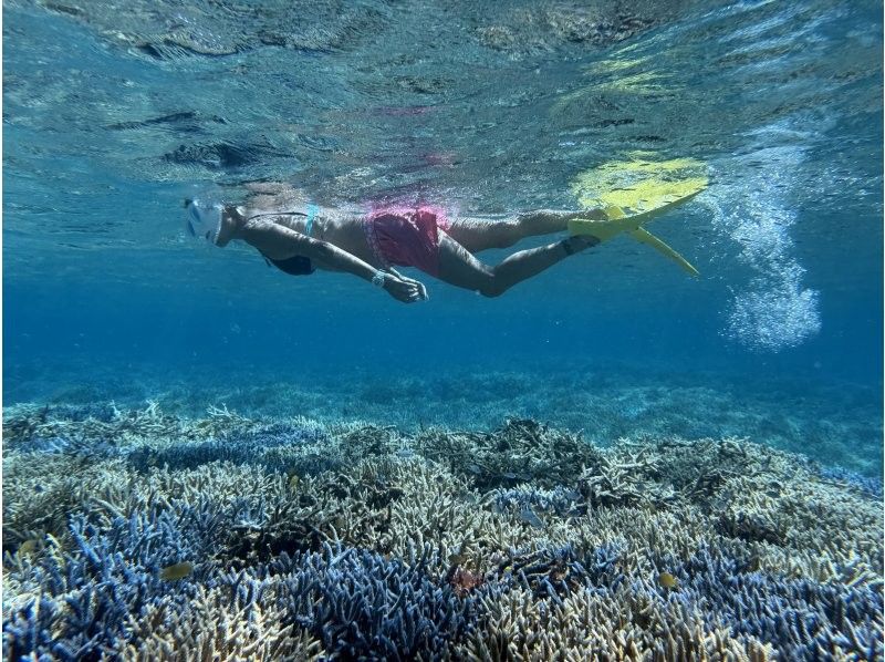 半日/午前】ボートで行く！幻の島（浜島）上陸！&綺麗な珊瑚礁＋可愛い熱帯魚が見れる2ポイントシュノーケル！海亀遭遇率高確率！撮影無料サービスの紹介画像