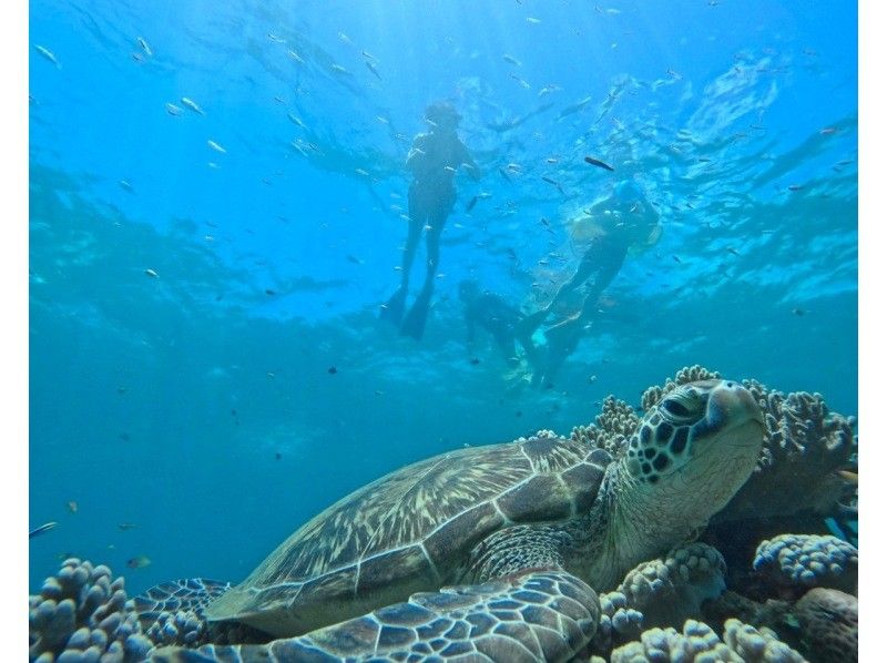 [Half-day tour from Ishigaki Island] Landing on the mysterious island (Hamajima)! & Sea turtle snorkeling tour! Sea turtle encounter rate is almost 100%!! Photos and videos will be given as gifts!の紹介画像