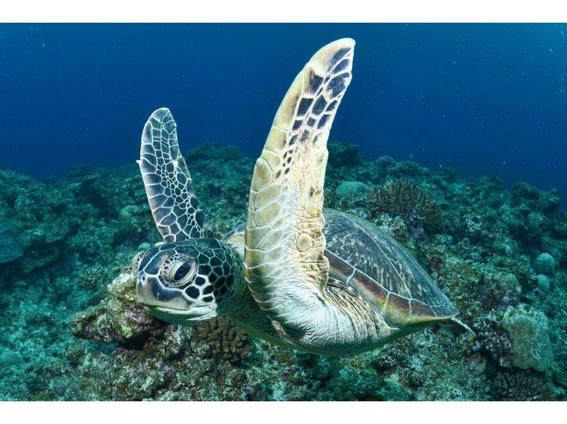 [Half-day tour from Ishigaki Island] Landing on the mysterious island (Hamajima)! & Sea turtle snorkeling tour! Sea turtle encounter rate is almost 100%!! Photos and videos will be given as gifts!の紹介画像