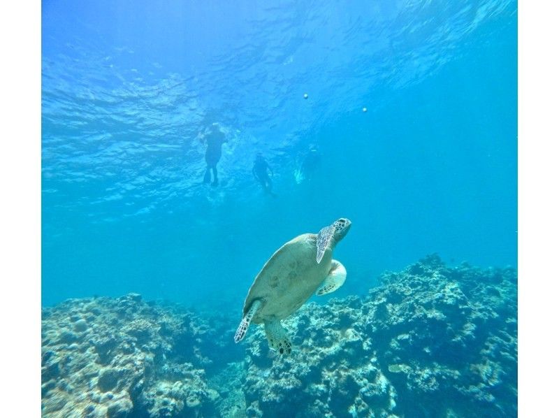 [Half-day tour from Ishigaki Island] Landing on the mysterious island (Hamajima)! & Sea turtle snorkeling tour! Sea turtle encounter rate is almost 100%!! Photos and videos will be given as gifts!の紹介画像