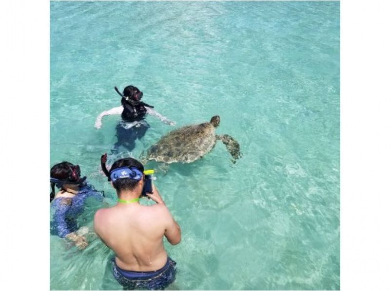 限定貸切り(5名迄)海ガメと泳ぐ&赤崎珊瑚の森シュノーケリング(熱帯魚)の紹介画像