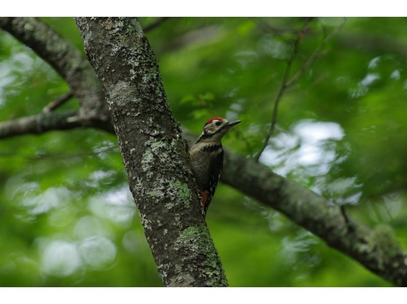 [Tochigi, Nikko] Group/Family Friendly Senjogahara Nature Guided Tourの紹介画像