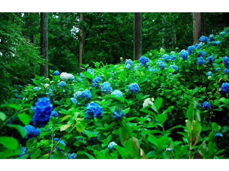 销售！ [一日游/从城市酒店接送]京都/岚山无轨电车/三千院の紹介画像