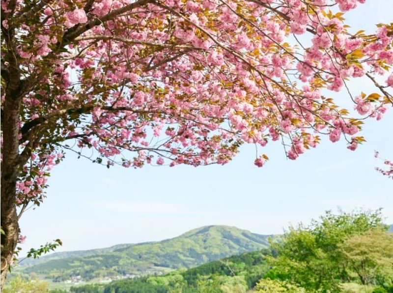 牛久大仏花の浄土庭園と常陸風土記の丘の枝垂れ桜～レストランローズファームハウスの地産地消ランチを楽しむ～バスツアー【029029‐1056】の紹介画像